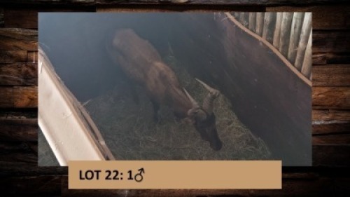 1X Rooihartebees/Red Heartbeest M:1 T: 1