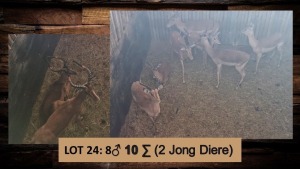 10X Rooibok/Impala M:10 T: 10(per stuk om lot te neem)