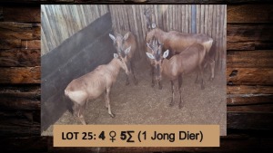 5X Rooihartebees/Red Heartbeest V/F:4 T: 5(per stuk om lot te neem)