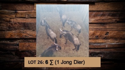 6X Blouwildebees/Blue Wildebeest T: 6(per stuk om lot te neem)