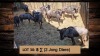 8X Blouwildebees/Blue Wildebeest T: 8(per stuk om lot te neem)