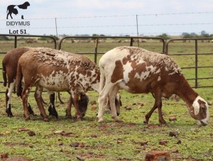 LOT 51 3X MEATMASTER OOI/EWE CHRISTOF GROBLER : 0837812076