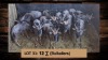 12X Blouwildebees/Blue Wildebeest (Bulkallers) T: 12(per stuk om lot te neem)