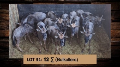 12X Blouwildebees/Blue Wildebeest (Bulkallers) T: 12(per stuk om lot te neem)