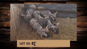 5X Blouwildebees/Blue Wildebeest T: 5(per stuk om lot te neem)