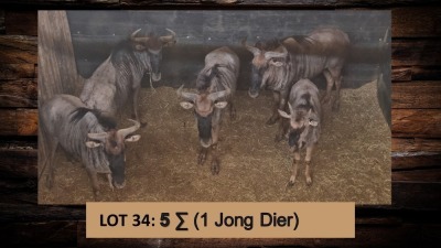 5X Blouwildebees/Blue Wildebeest T: 5(per stuk om lot te neem)