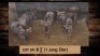 5X Blouwildebees/Blue Wildebeest T: 5(per stuk om lot te neem)