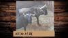 2X Blouwildebees/Blue Wildebeest M:2 T: 2(per stuk om lot te neem)