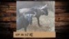 2X Blouwildebees/Blue Wildebeest M:2 T: 2(per stuk om lot te neem)