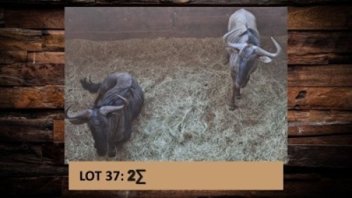 2X Blouwildebees/Blue Wildebeest T: 2(per stuk om lot te neem)