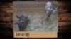 2X Blouwildebees/Blue Wildebeest T: 2(per stuk om lot te neem)