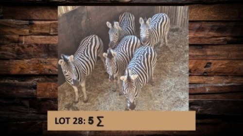 5X Sebra/Zebra T: 5(per stuk om lot te neem)
