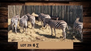 6X Sebra/Zebra T: 6(per stuk om lot te neem)