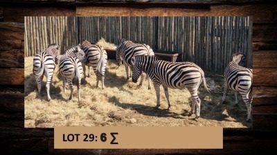 6X Sebra/Zebra T: 6(per stuk om lot te neem)