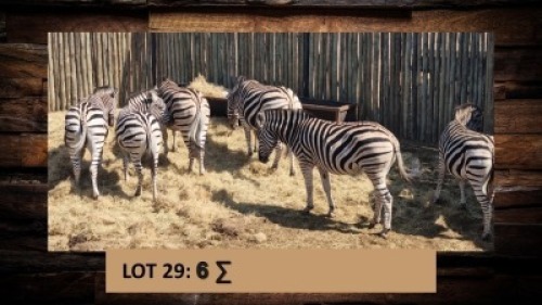 6X Sebra/Zebra T: 6(per stuk om lot te neem)