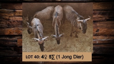 5X Blouwildebees/Blue Wildebeest V/F:4 T: 5(per stuk om lot te neem)