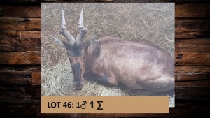 1X Rooihartebees/Red Heartbeest M:1 T: 1