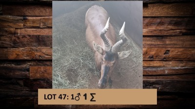 1X Rooihartebees/Red Heartbeest M:1 T: 1