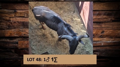 1X Blouwildebees/Blue Wildebeest M:1 T: 1