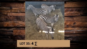 4X Sebra/Zebra T: 4(per stuk om lot te neem)