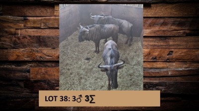 3X Blouwildebees/Blue Wildebeest M:3 T: 3(per stuk om lot te neem)