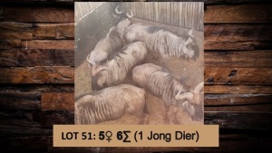 6X Blouwildebees/Blue Wildebeest T: 6 (per stuk om lot te neem)