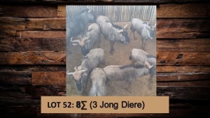 8X Blouwildebees/Blue Wildebeest T: 8(per stuk om lot te neem)