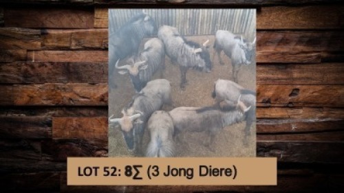 8X Blouwildebees/Blue Wildebeest T: 8(per stuk om lot te neem)