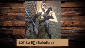6X Blouwildebees/Blue Wildebeest Bulkallers T: 6(per stuk om lot te neem)