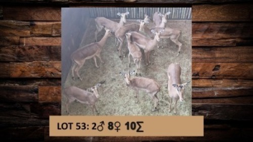 10X Rooibok/Impala M:2 V/F:8 T: 10(per stuk om lot te neem)