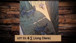 6X Sebra/Zebra T: 6(per stuk om lot te neem)