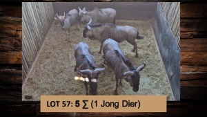 5X Blouwildebees/Blue Wildebeest T: 5(per stuk om lot te neem)