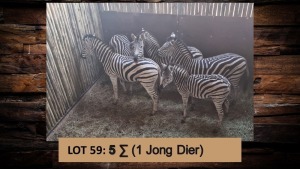 5X Sebra/Zebra T: 5(per stuk om lot te neem)