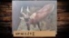 1X Rooihartebees/Red Heartbeest M:1 T: 1