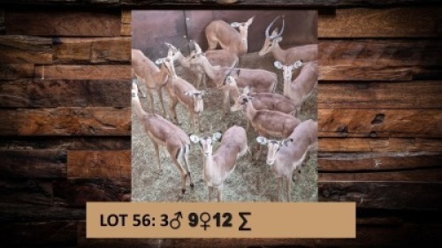 12X Rooibok/Impala M:3 V/F:9 T: 12(per stuk om lot te neem)