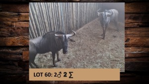 2X Blouwildebees/Blue Wildebeest M:2 T: 2(per stuk om lot te neem)