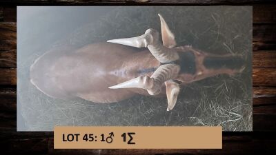 1X Rooihartebees/Red Heartbeest M:1 T: 1
