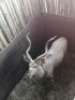 1X Koedoe/Kudu M:1 T: 1 42" - 2
