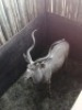 1X Koedoe/Kudu M:1 T: 1 42" - 3