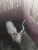 1X Koedoe/Kudu M:1 T: 1 42" - 4