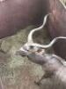 1X Koedoe/Kudu M:1 T: 1 - 2