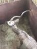 1X Koedoe/Kudu M:1 T: 1 - 3
