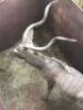 1X Koedoe/Kudu M:1 T: 1 - 4