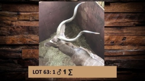 1X Koedoe/Kudu M:1 T: 1 