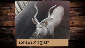 1X Koedoe/Kudu M:1 T: 1 42"