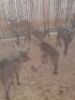 1X SwartRooibok/Impala M:1 T: 1 - 2