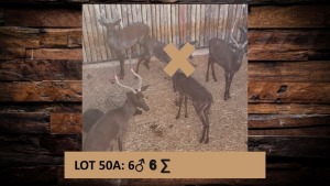 1X SwartRooibok/Impala M:1 T: 1