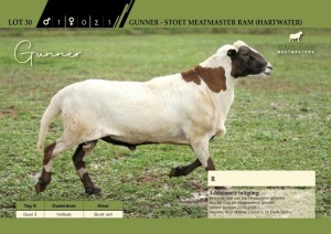 Gunner - Stoet Meatmaster Ram (Hartwater)