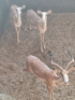 2X White Flank Rooibok/Impala/Impala V/F:2 T:2(per stuk om lot te neem) - 2
