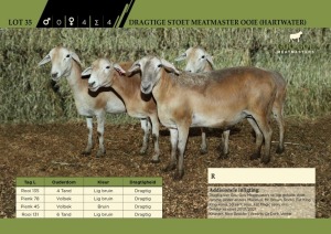 4 x Dragtige Stoet Meatmaster Ooie (Hartwater)